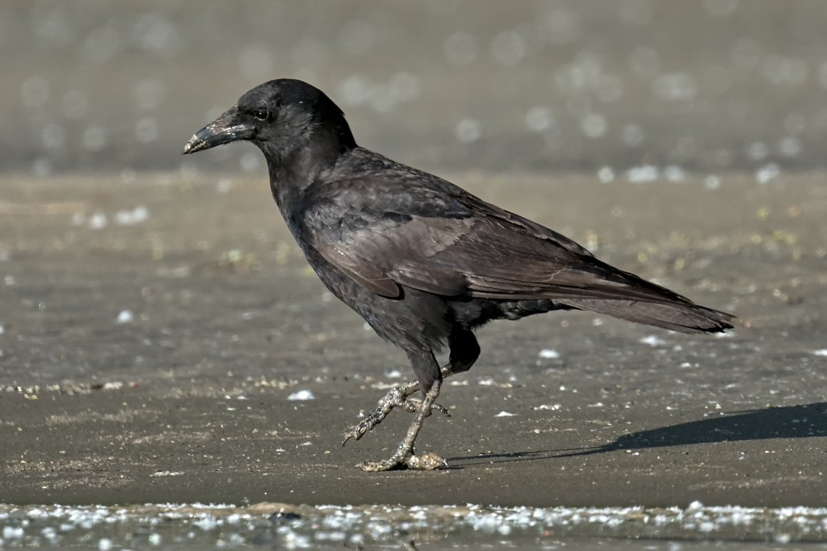 Late Spring at Stockport Flats 01