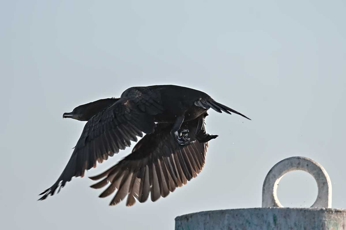 Late Spring at Stockport Flats 03