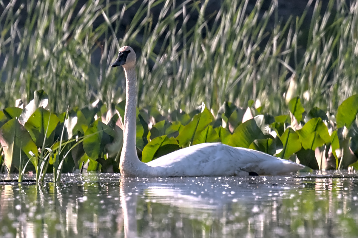 Late Spring at Stockport Flats 05