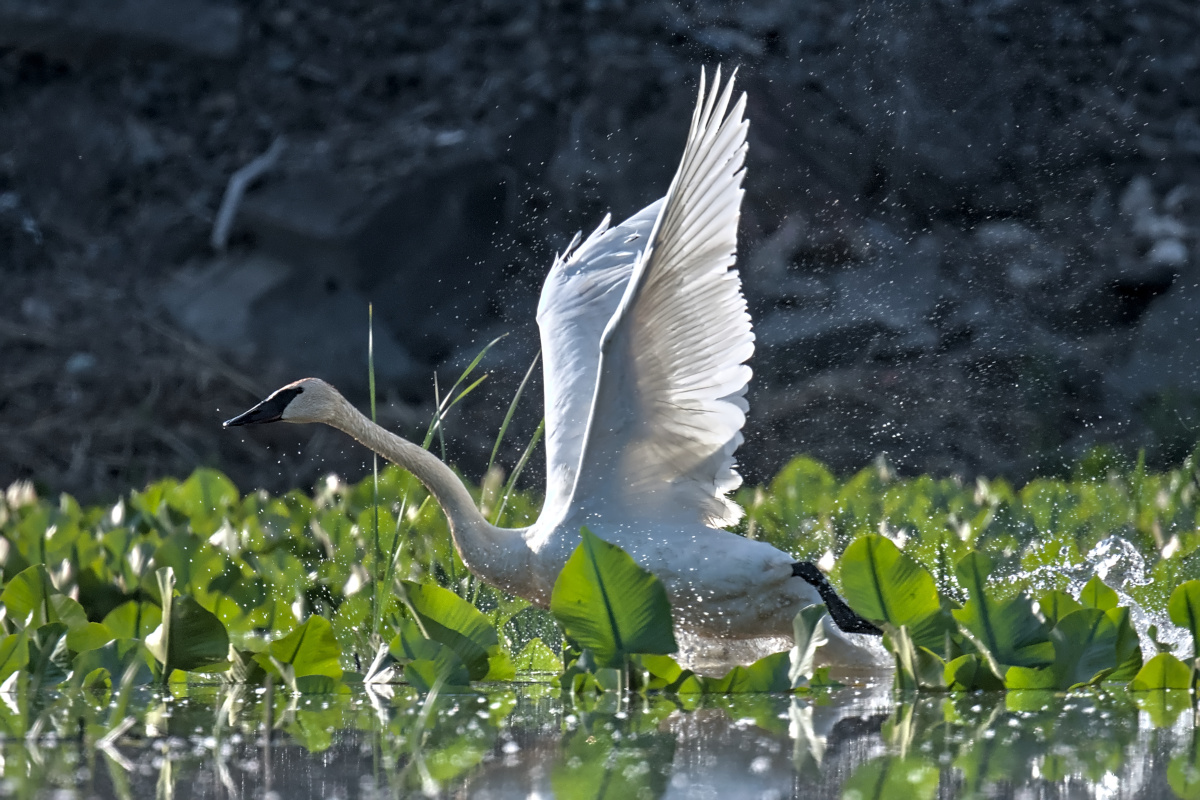 Late Spring at Stockport Flats 06