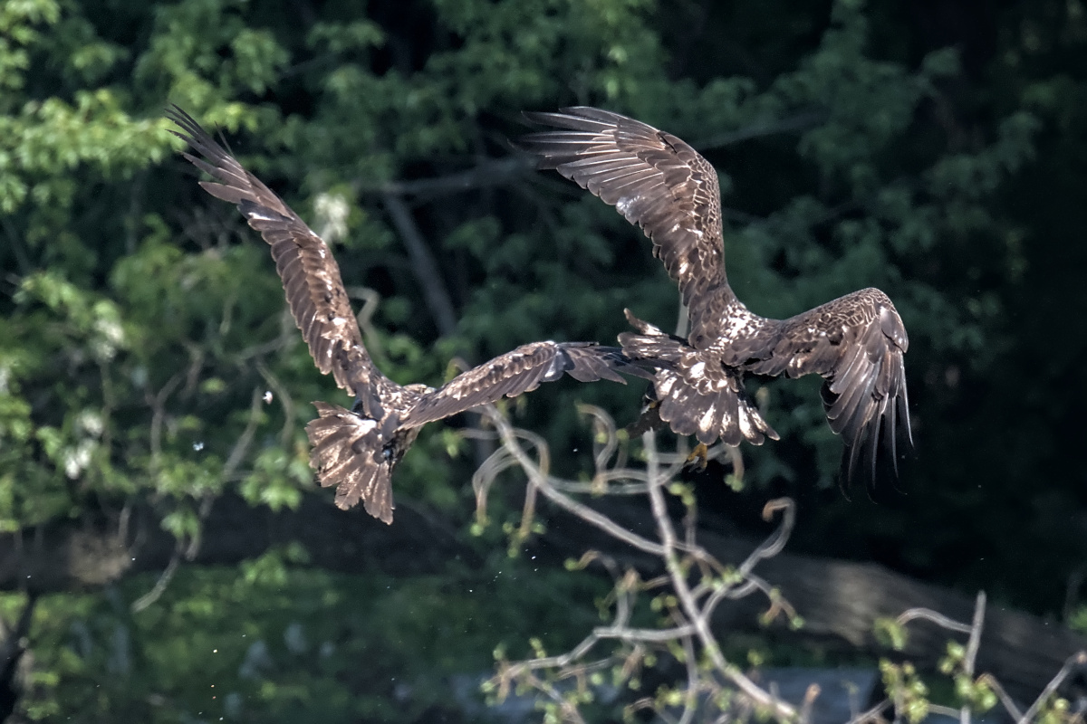 Late Spring at Stockport Flats 11