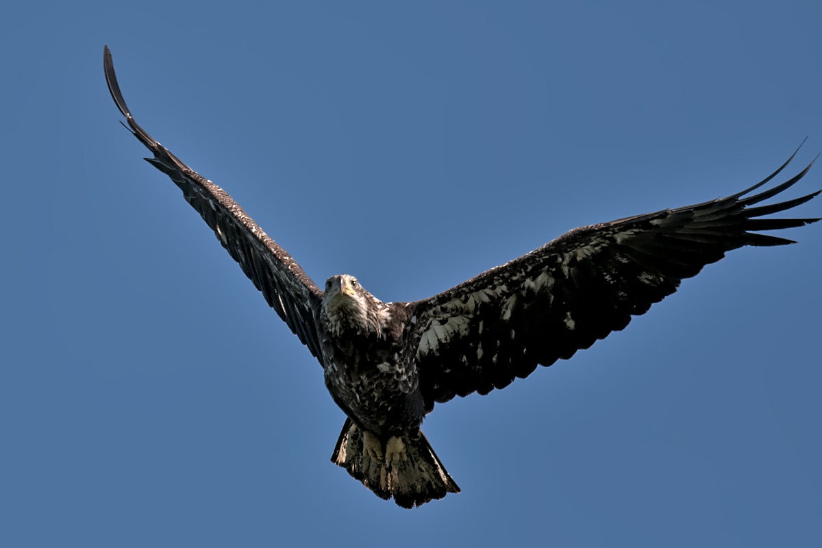 Late Spring at Stockport Flats 12