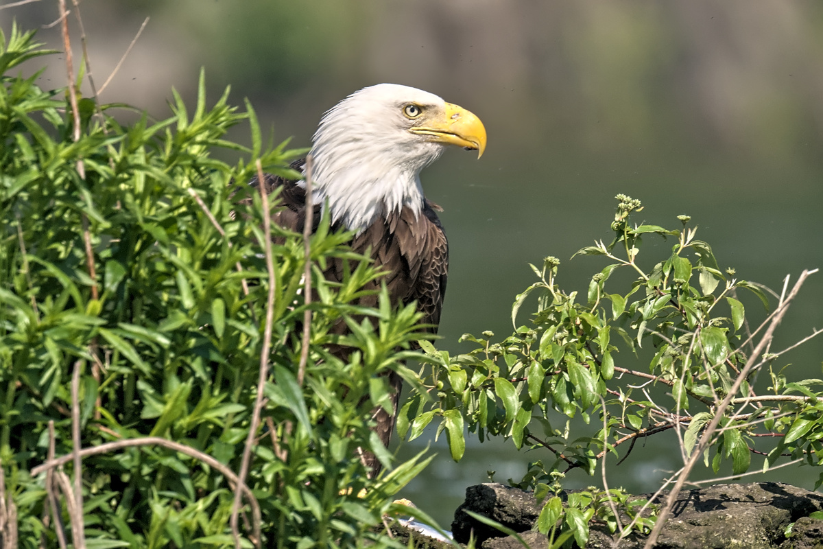 Late Spring at Stockport Flats 17