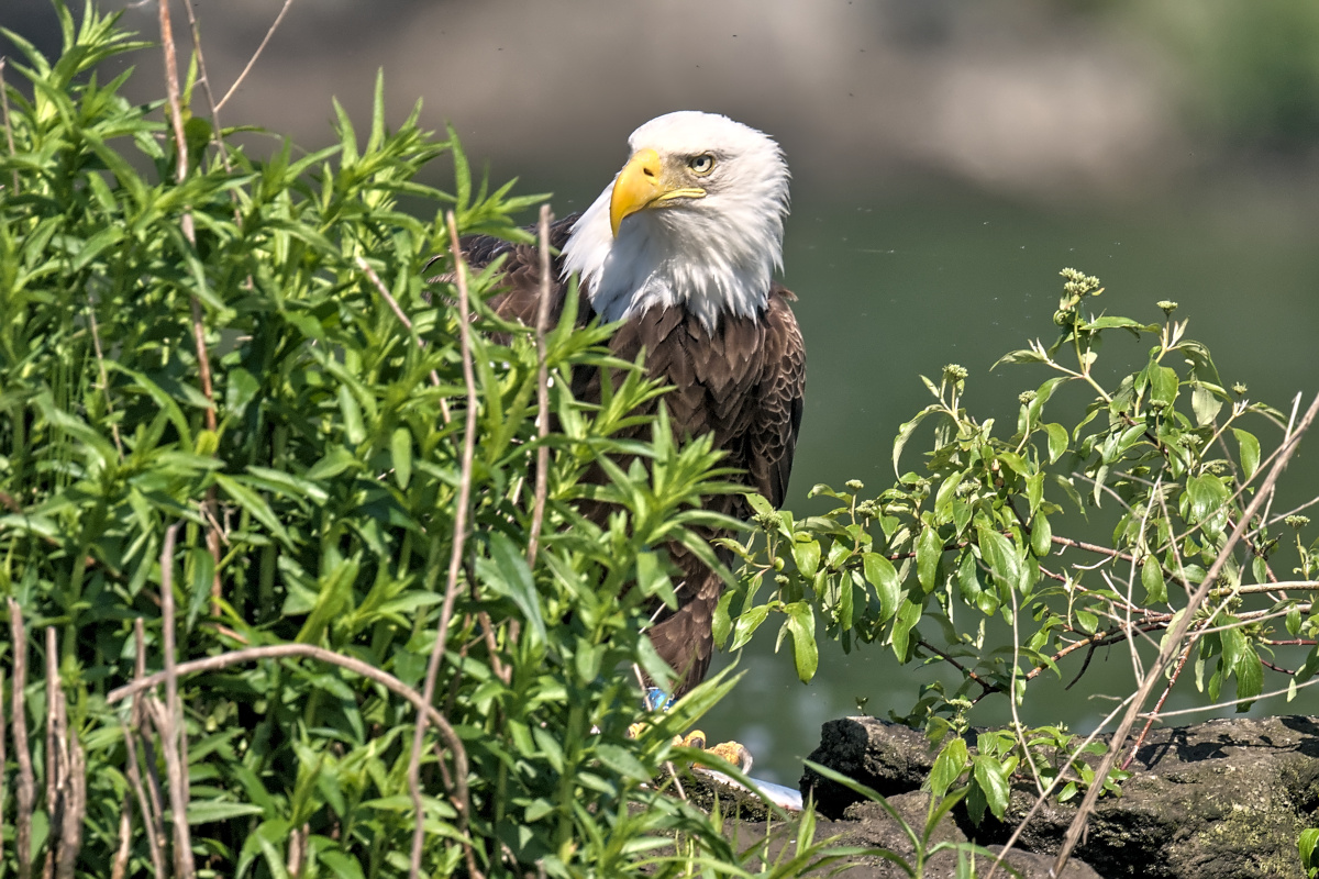 Late Spring at Stockport Flats 18