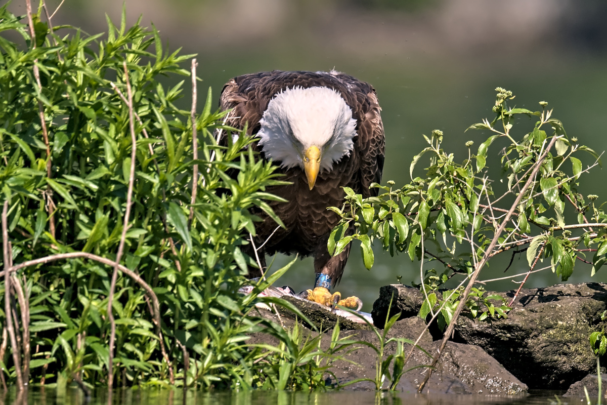 Late Spring at Stockport Flats 19