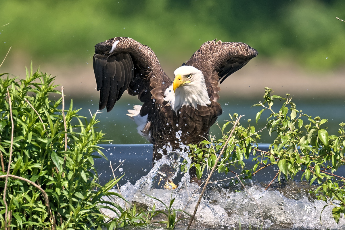 Late Spring at Stockport Flats 20