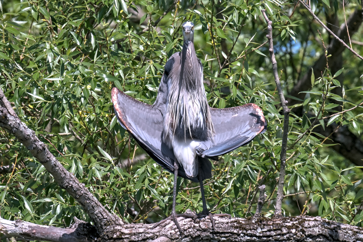 Late Spring at Stockport Flats 21