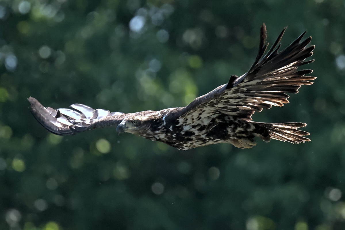 Late Spring at Stockport Flats 22