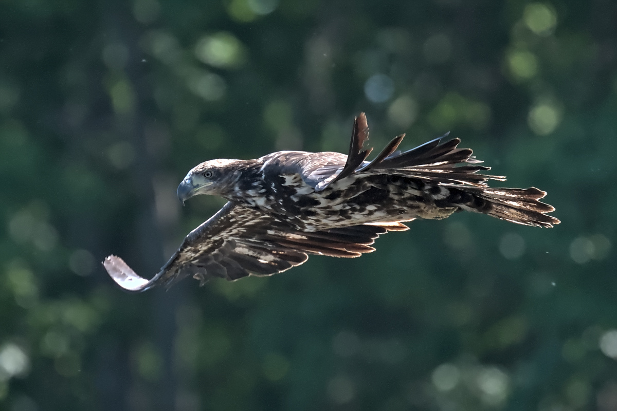 Late Spring at Stockport Flats 23