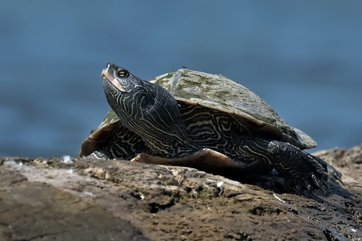 Late Spring at Stockport Flats 24