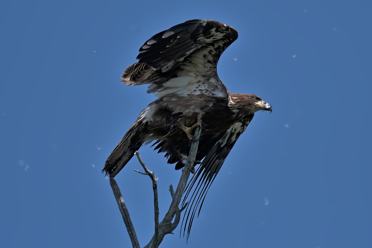 Late Spring at Stockport Flats 25