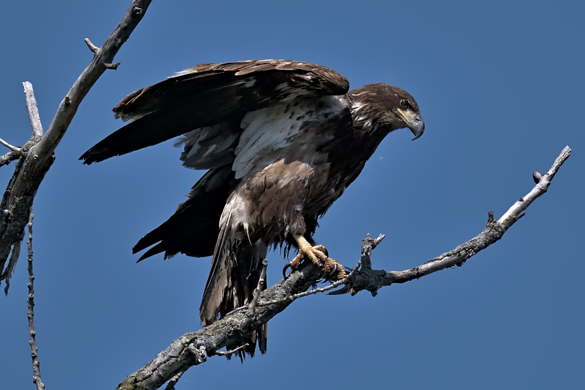 Late Spring at Stockport Flats 26