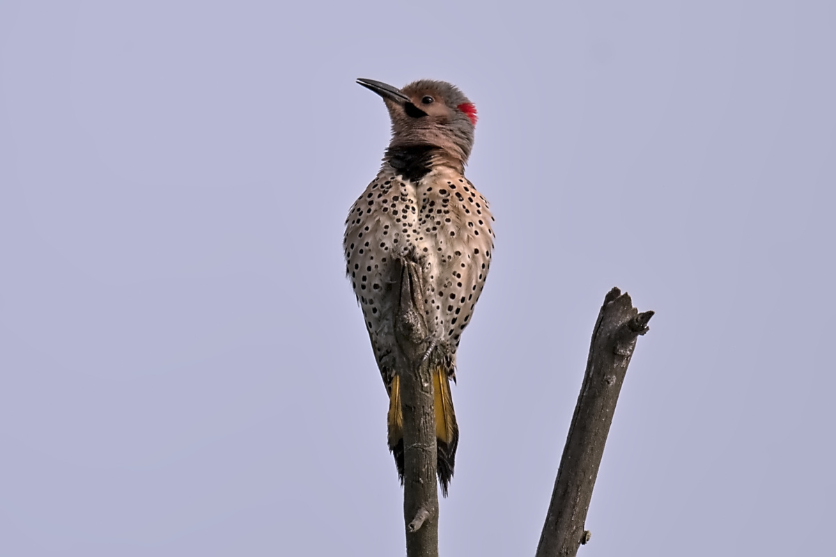 Late Spring at Stockport Flats 29