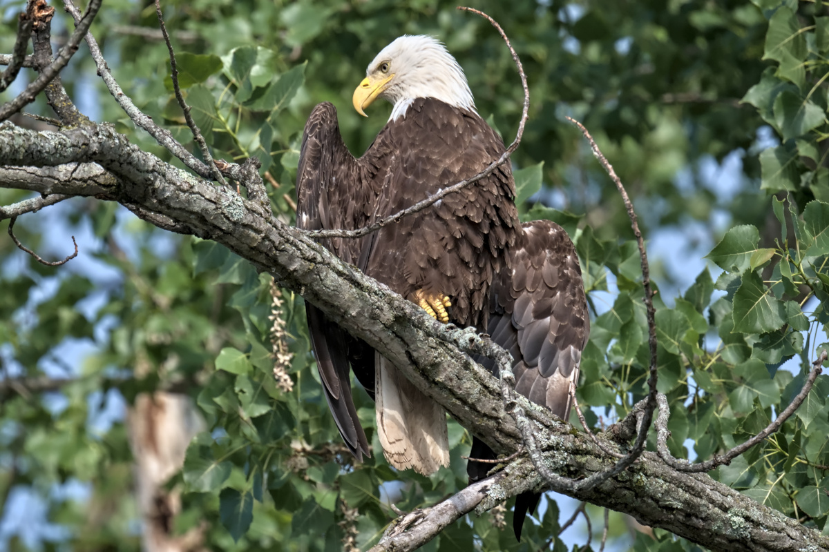 Late Spring at Stockport Flats 30