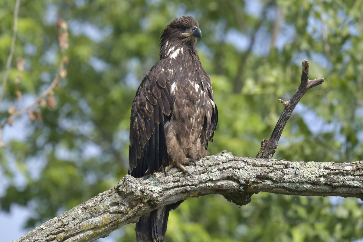 Late Spring at Stockport Flats 33