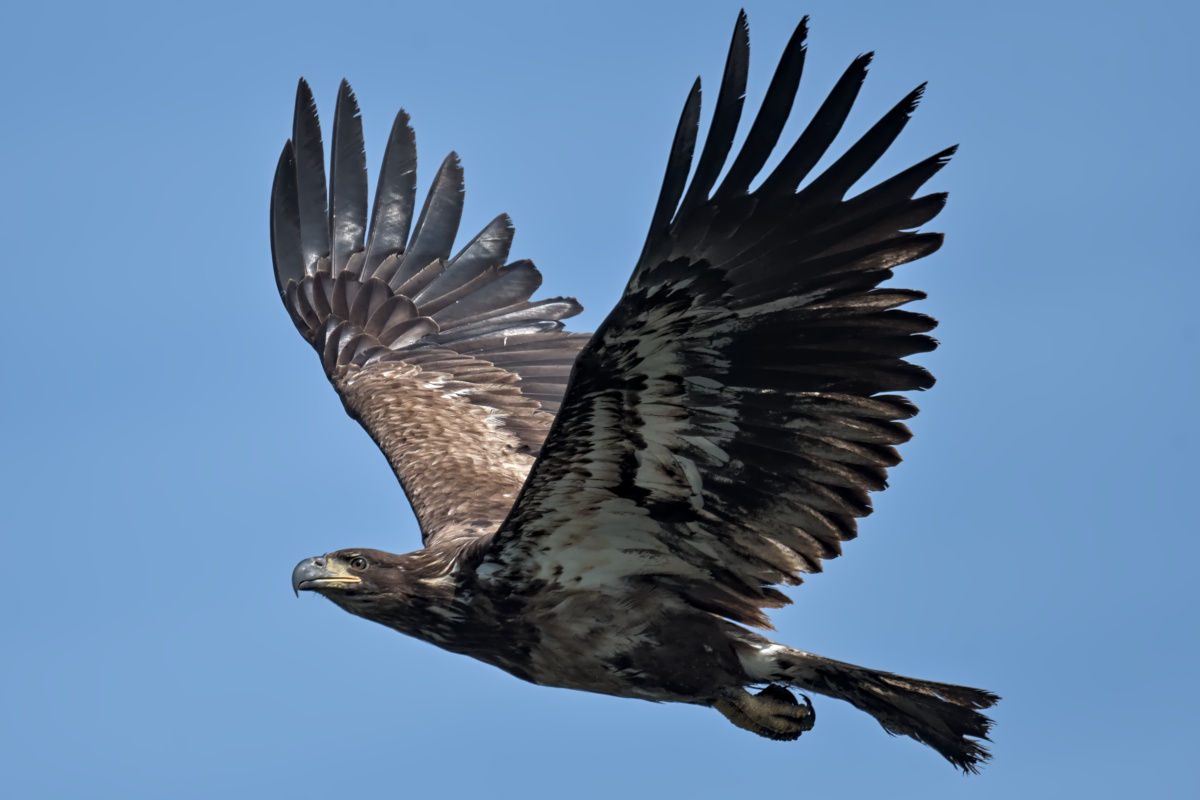 Late Spring at Stockport Flats 34