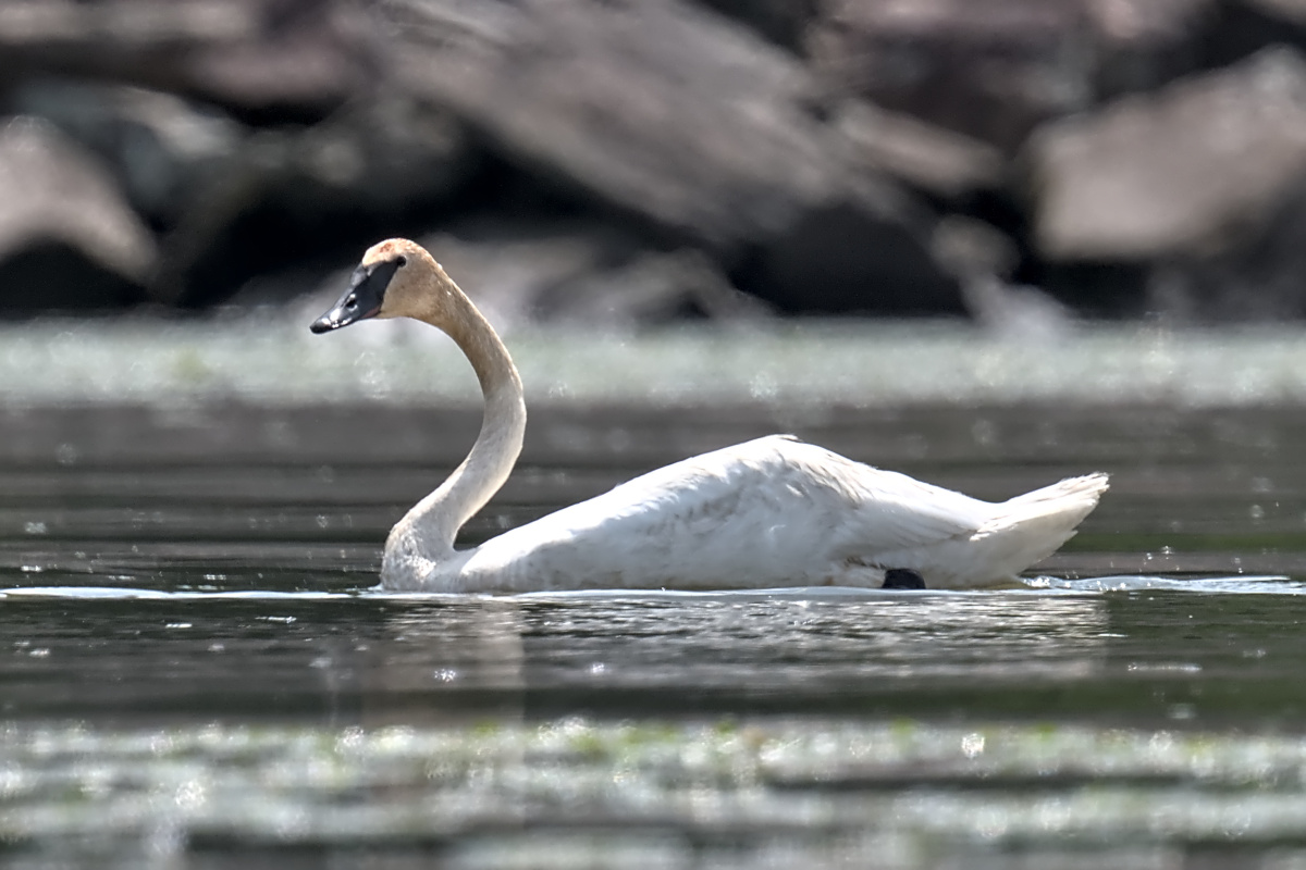 Late Spring at Stockport Flats 35