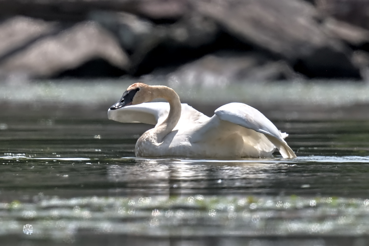 Late Spring at Stockport Flats 36