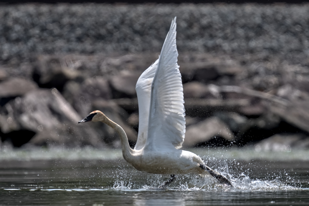 Late Spring at Stockport Flats 37