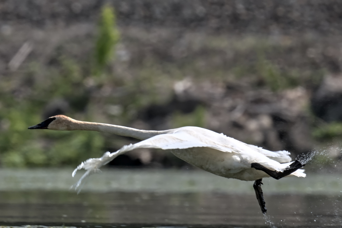 Late Spring at Stockport Flats 38