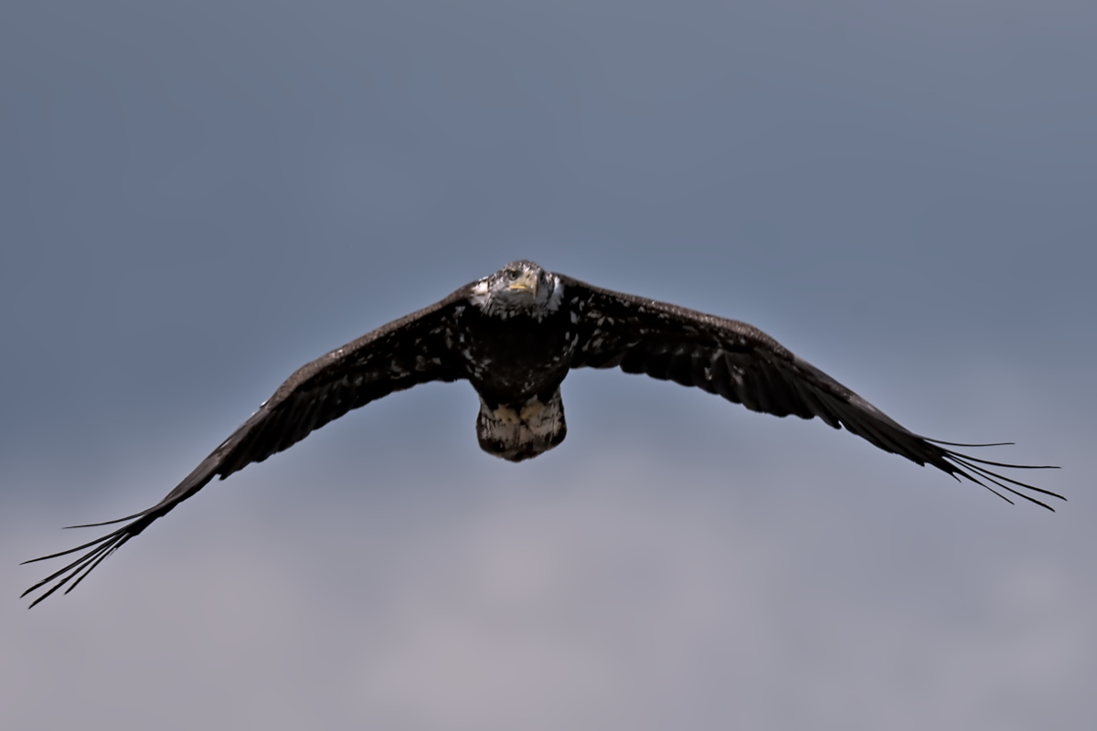 Late Spring at Stockport Flats 40