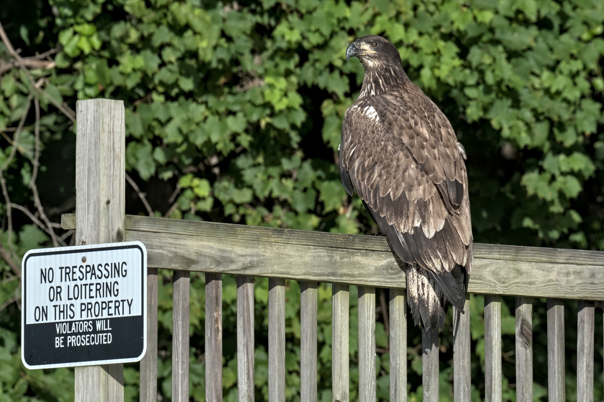 August at Stockport Flats 01