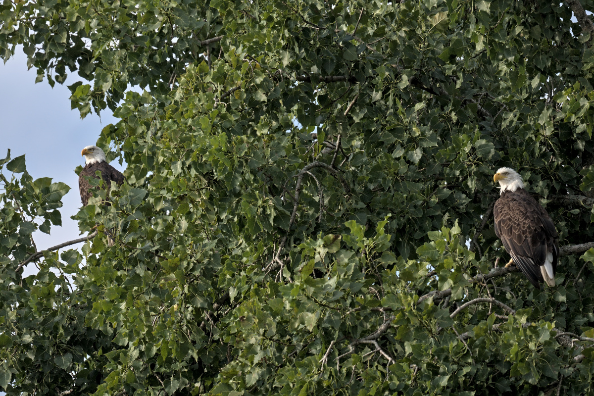 August at Stockport Flats 02