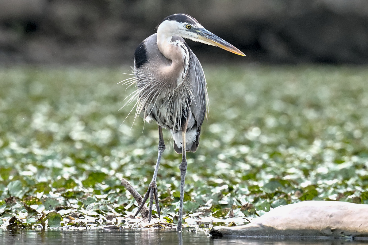 August at Stockport Flats 06