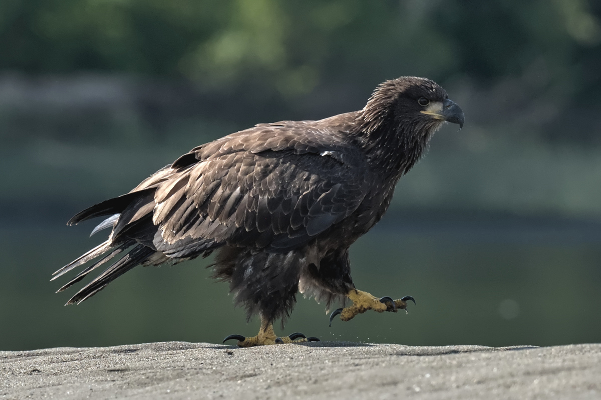 August at Stockport Flats 08