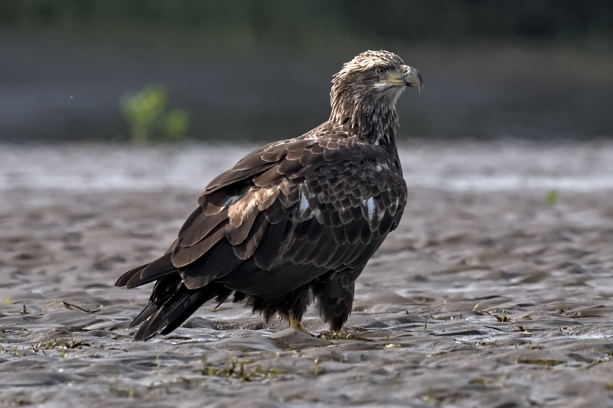 August at Stockport Flats 09