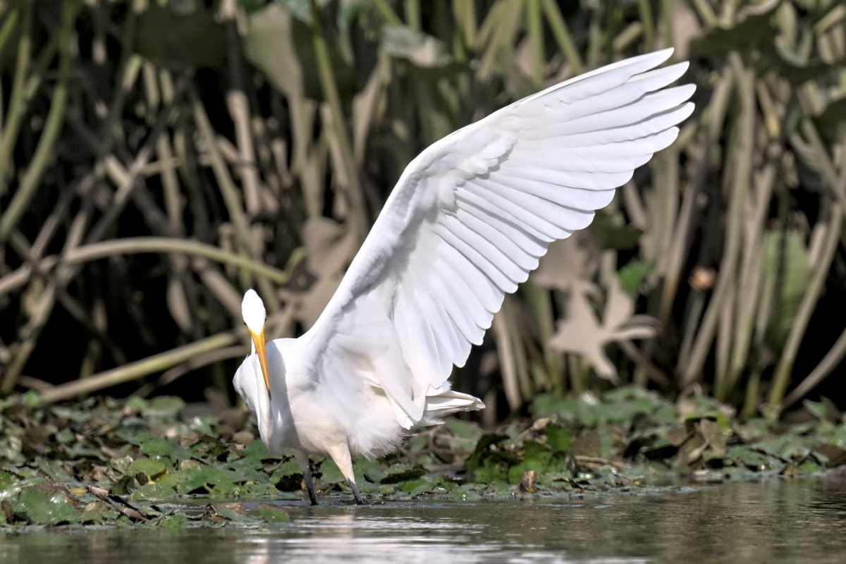 August at Stockport Flats 10