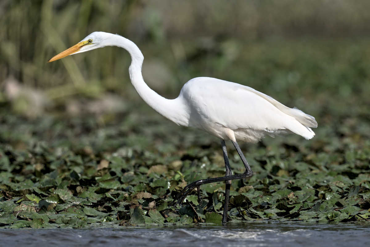 August at Stockport Flats 11