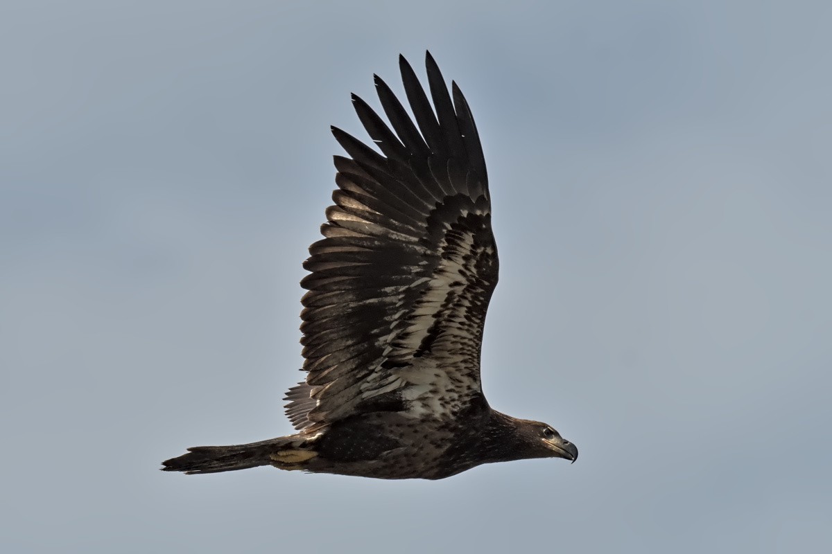 August at Stockport Flats 12