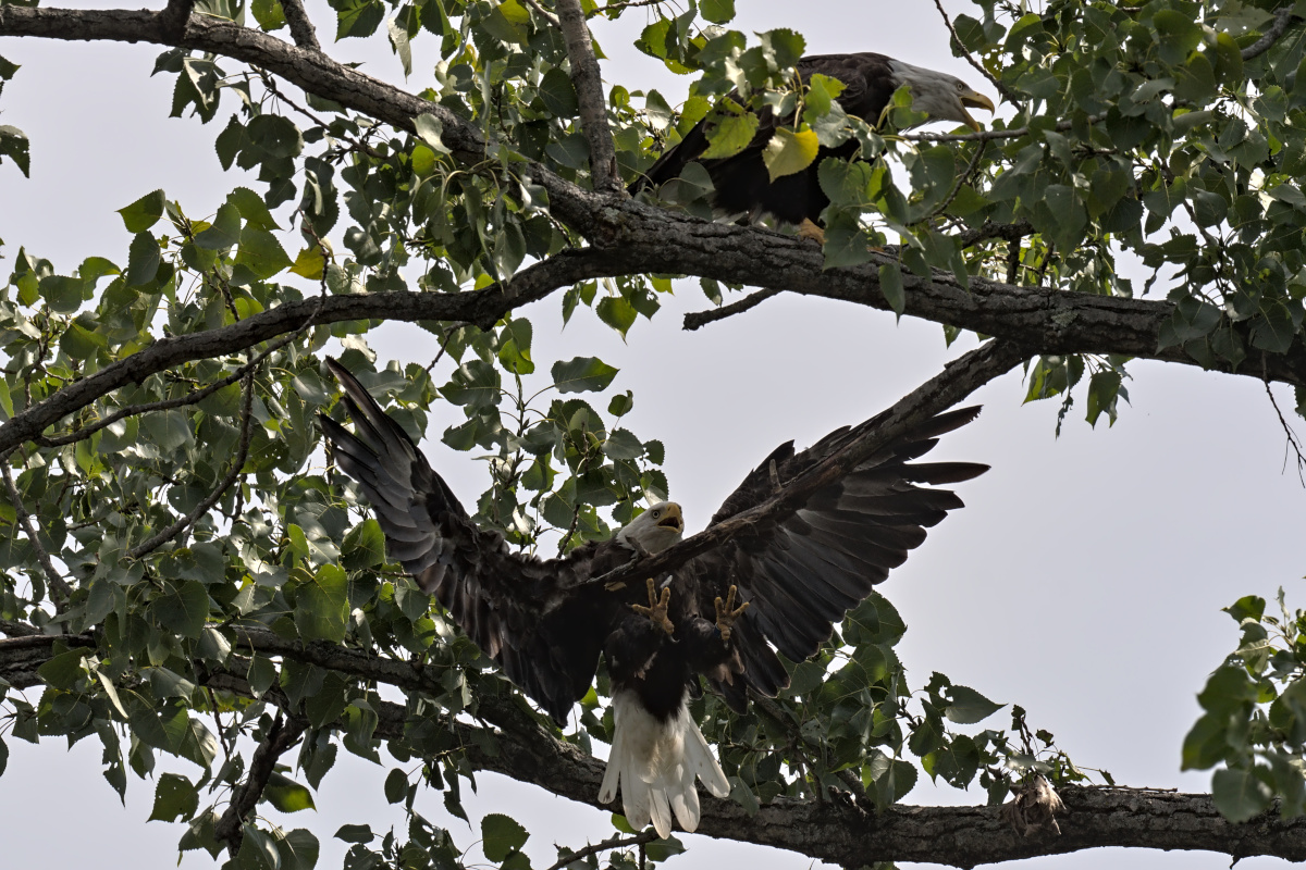 August at Stockport Flats 17