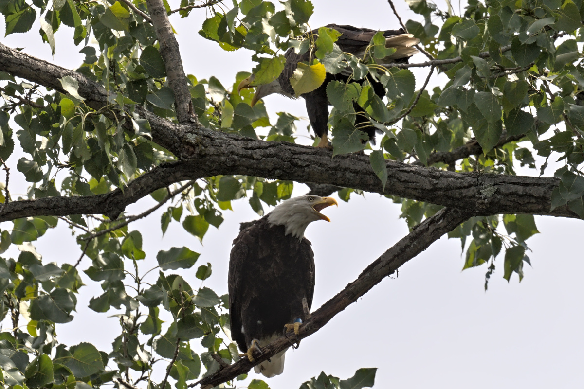 August at Stockport Flats 18
