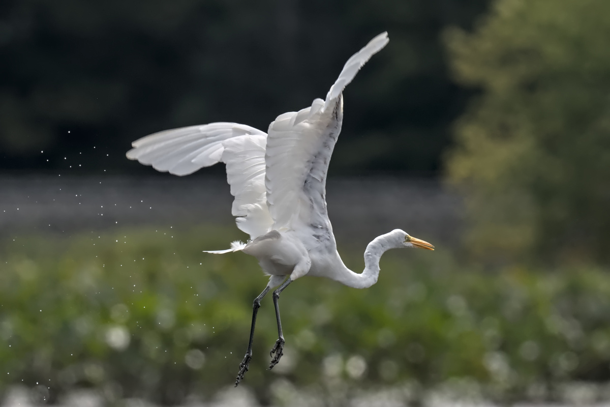 August at Stockport Flats 19