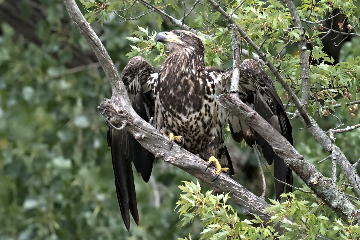 August at Stockport Flats 20
