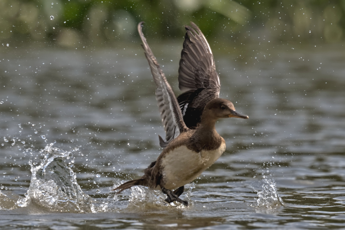 August at Stockport Flats 21