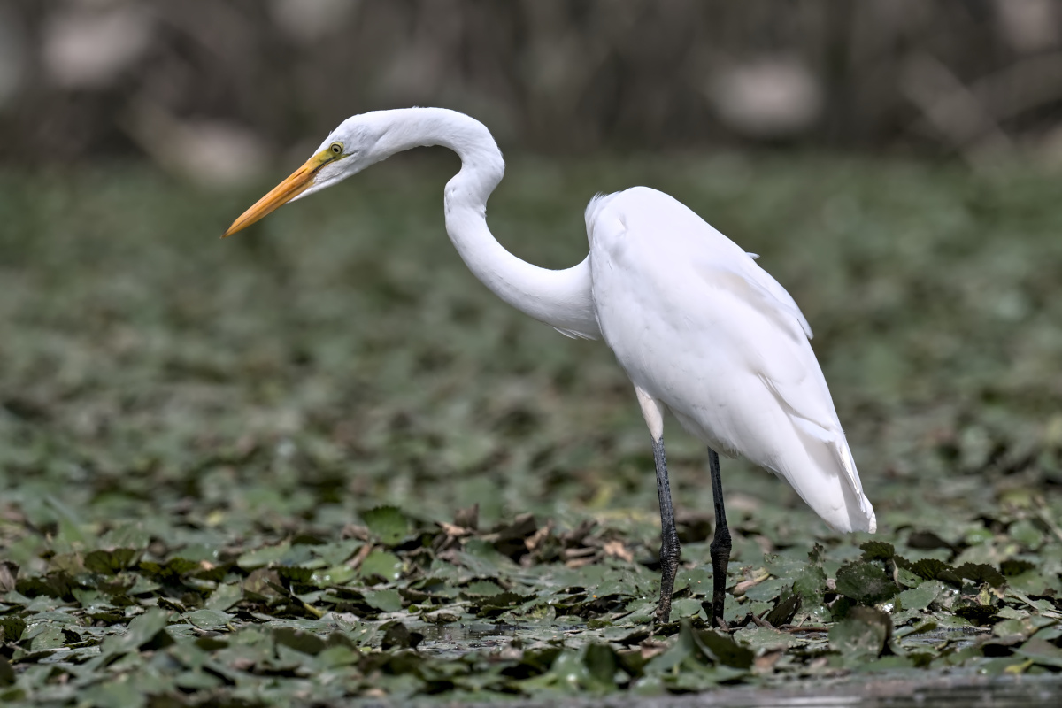 August at Stockport Flats 22