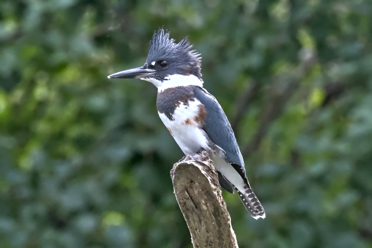 August at Stockport Flats 30