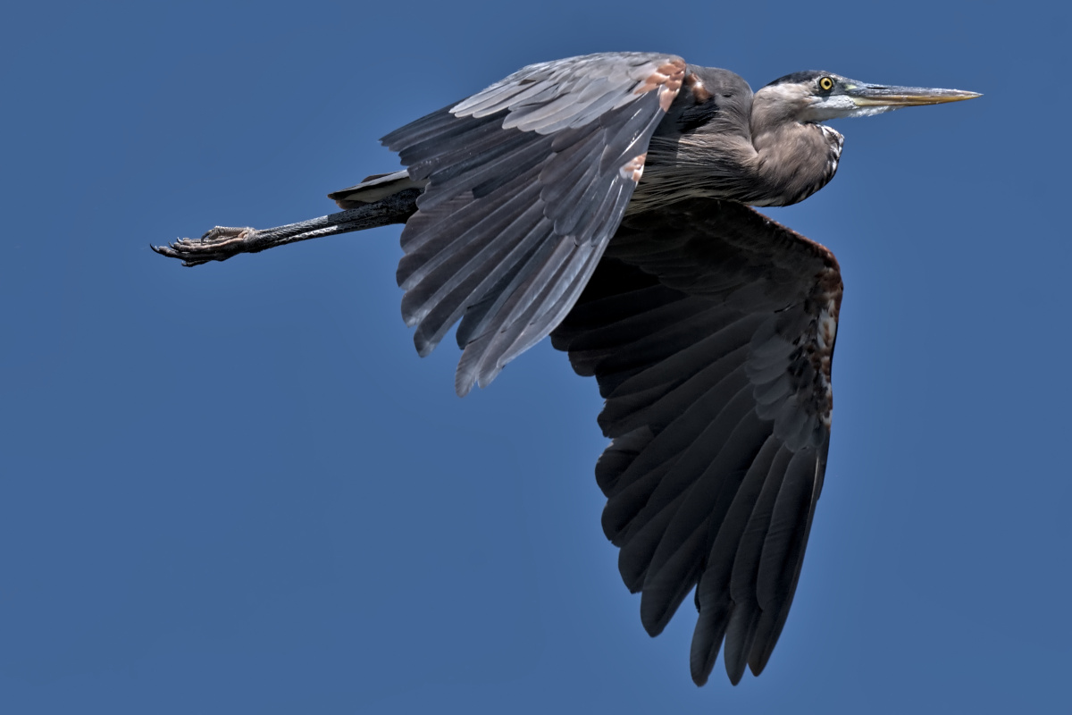 August at Stockport Flats 65