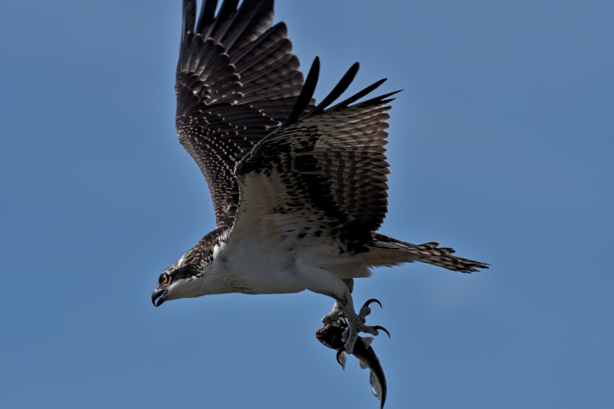 September at Stockport Flats 06