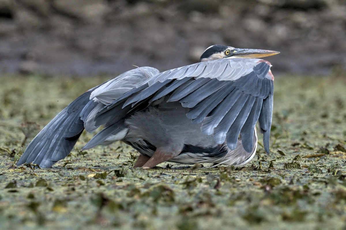 September at Stockport Flats 13