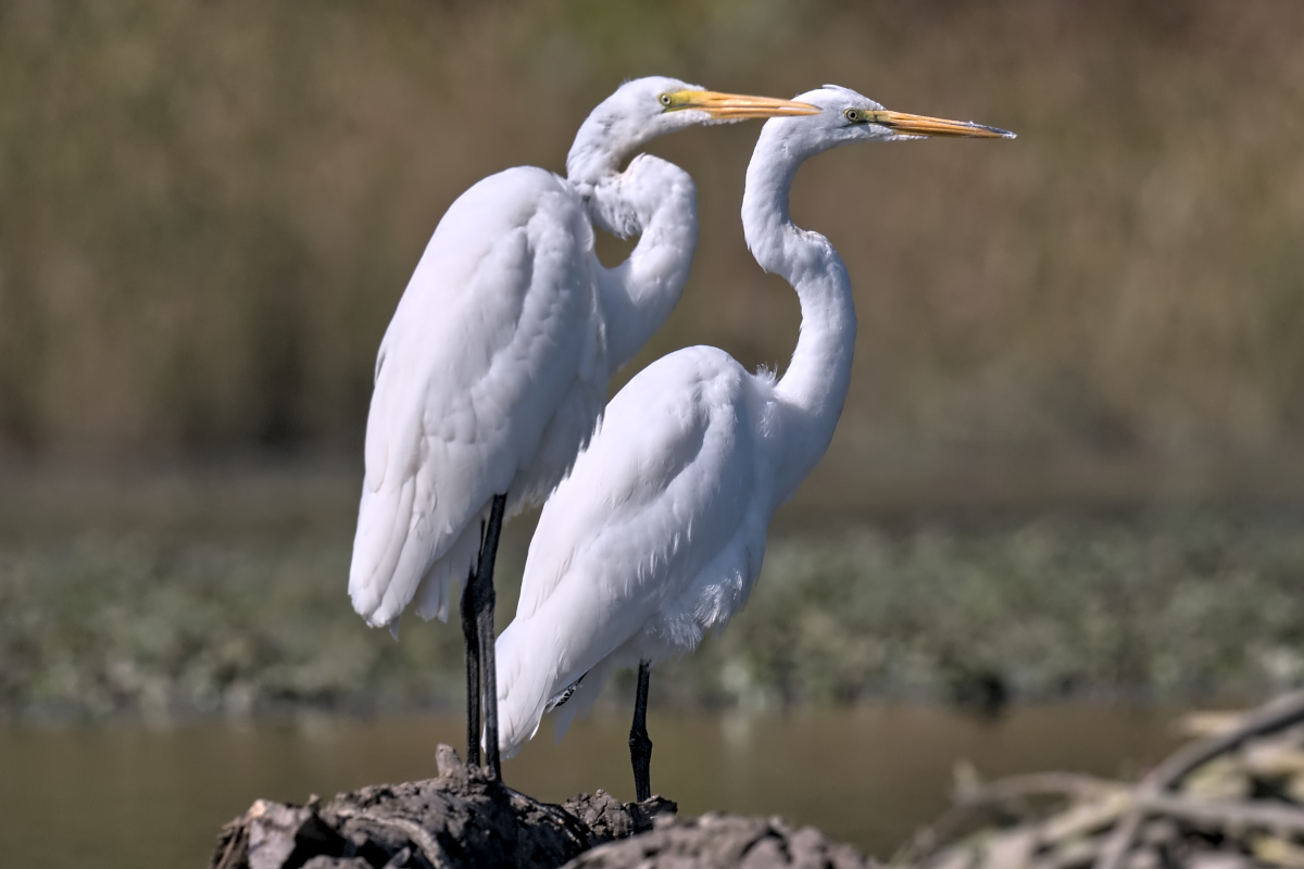 September at Stockport Flats 54