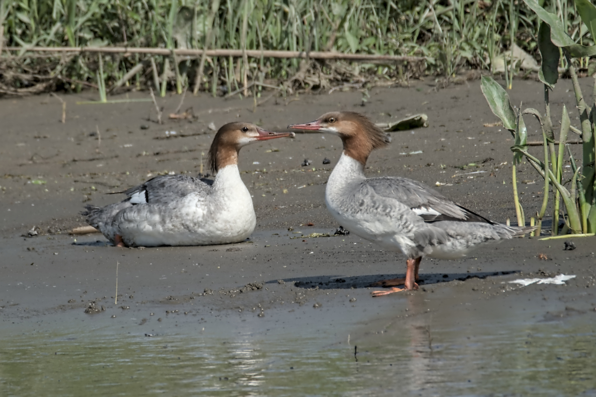 May & June at Stockport Flats 13