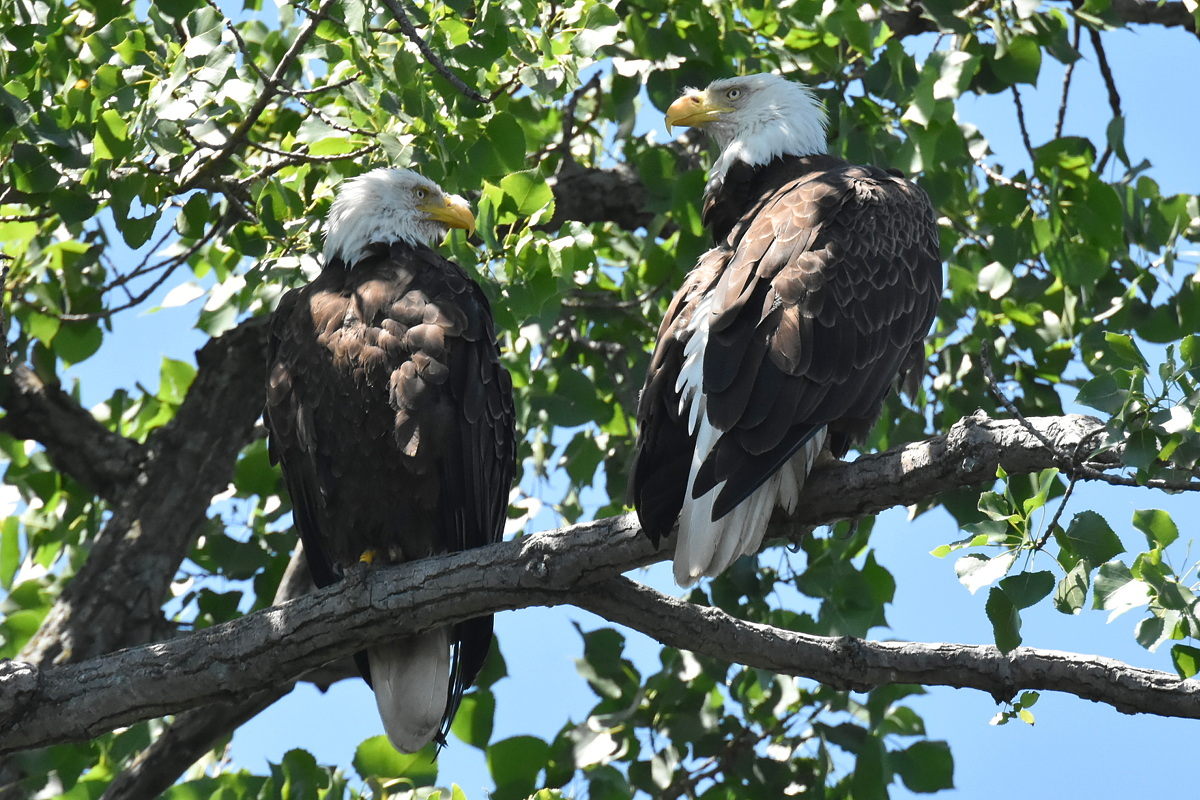 The Eagle Family of Stockport Middle Ground 02