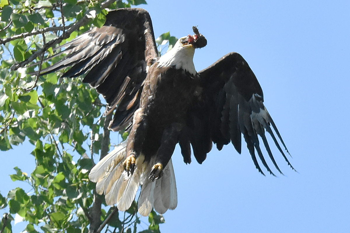 The Eagle Family of Stockport Middle Ground 03