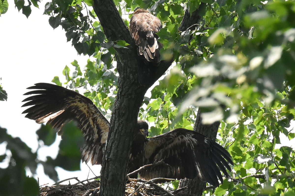 The Eagle Family of Stockport Middle Ground 04