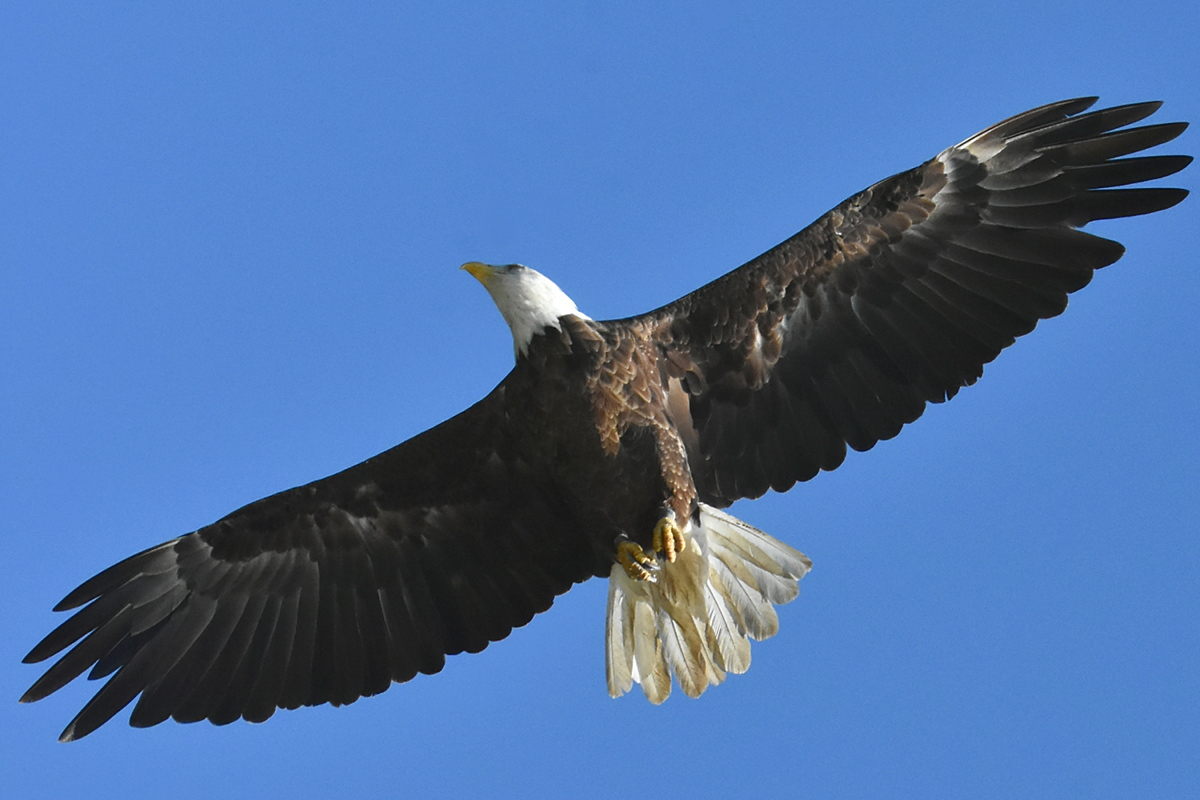 The Eagle Family of Stockport Middle Ground 05