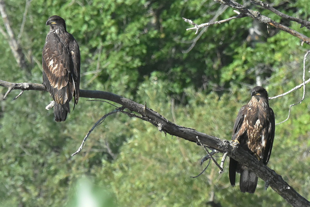 The Eagle Family of Stockport Middle Ground 06